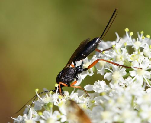 Réf. 264 997 : Buathra sp.